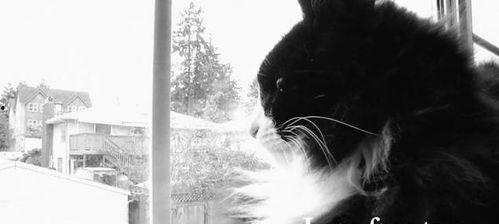 网红猫 亨利,萌动万千网友的治愈系萌宠传奇